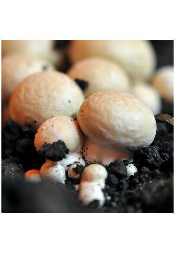 kit culture de champignons de paris blond BIO