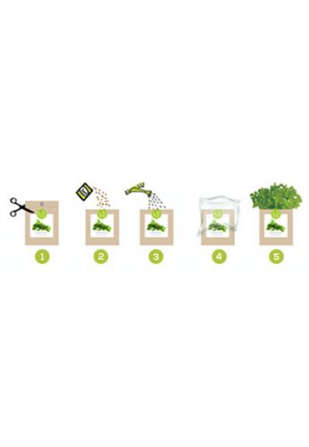 Kit bio prêt à pousser Roquette