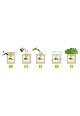 Kit bio prêt à pousser Pensée