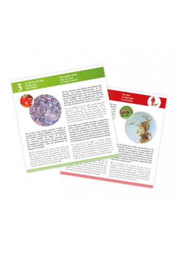Lames pour Microscope Buki