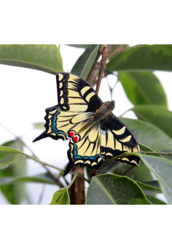 Magnet papillon Machaon