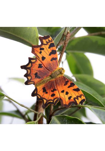 Magnet papillon Robert le diable