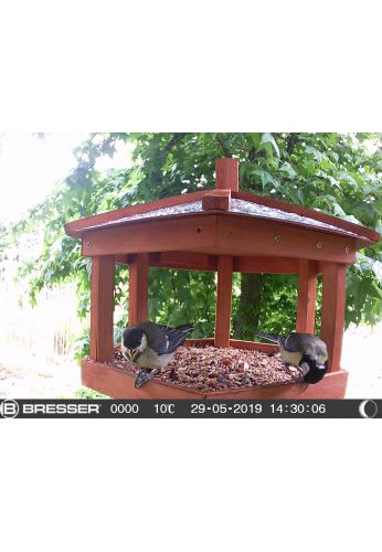 Caméra pour oiseaux / petits animaux SFC-1