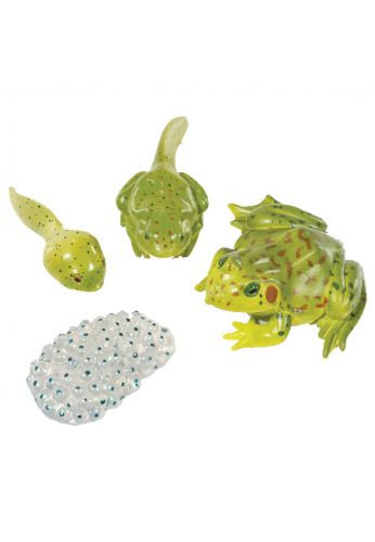 Figurines métamorphose grenouille