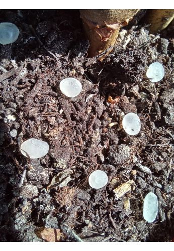 Nématodes mouches des terreaux en micro-capsules par 200