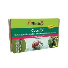 100 coccinelles adultes adalia