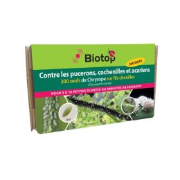 300 oeufs de Chrysope