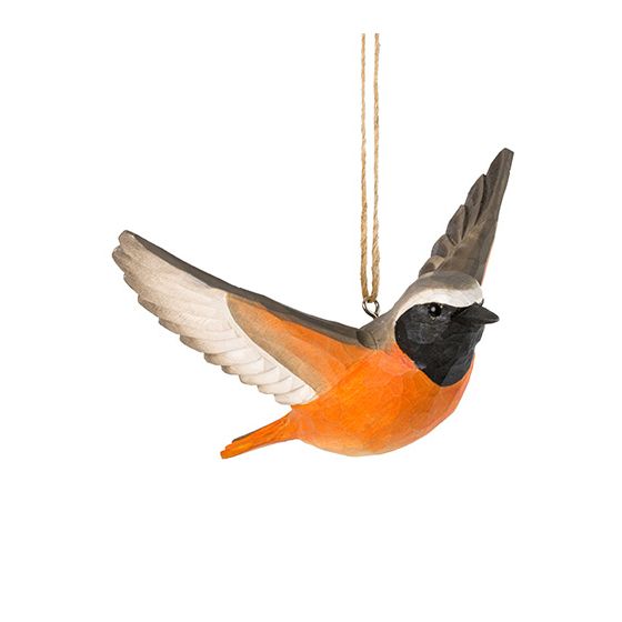 Décobird rougequeue à front blanc en plein vol