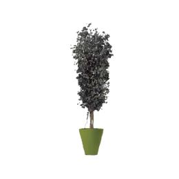 Eucalyptus popolus Stabilisé 180 cm