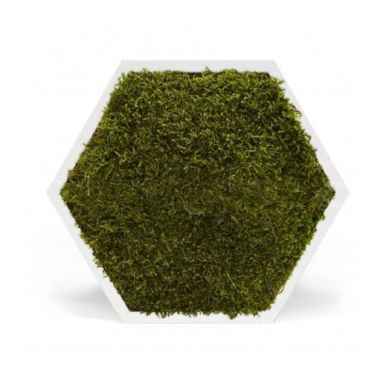 Tableau stabilisé hexagonal mousse vert foncé