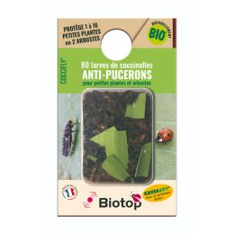 80 larves coccinelles adalia coccifly