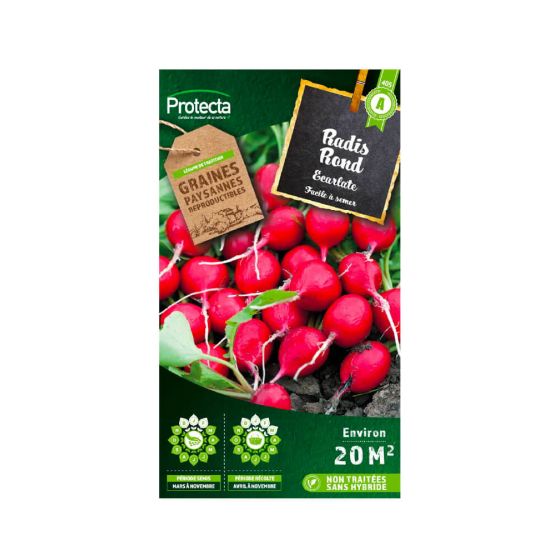 Radis rond écarlate Radis rond écarlate