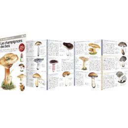 MINIGUIDE 99 LES CHAMPIGNONS DES BOIS