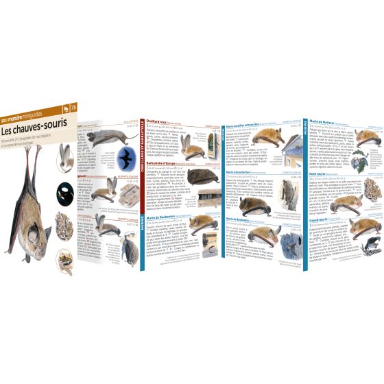 MINIGUIDE 75 LES CHAUVES SOURIS