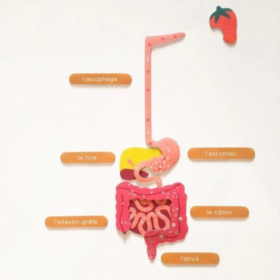 Magnets Le Corps Humain FR