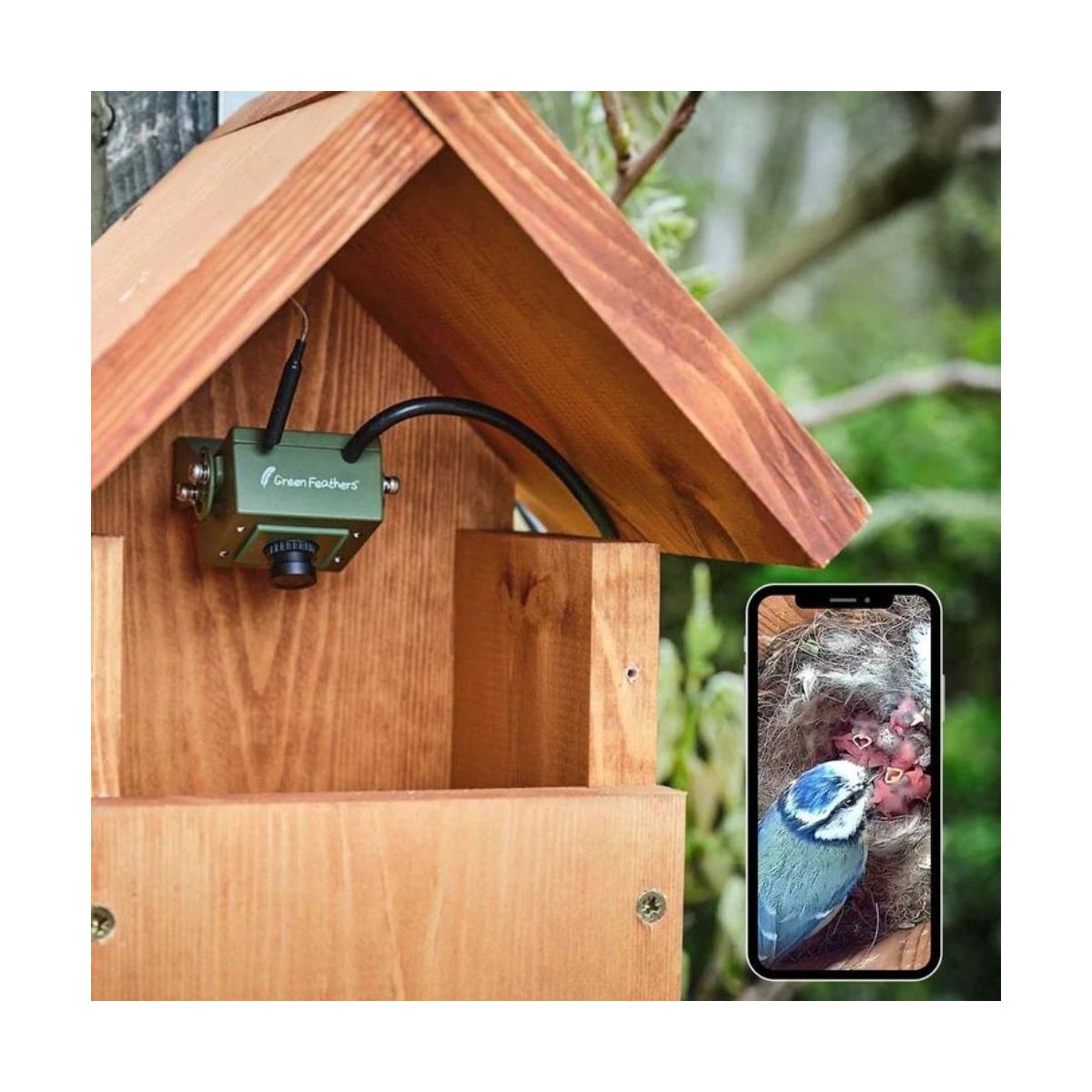 Nichoir à oiseaux avec caméra radio Salvin | Observer les oiseaux se  reproduire sur smartphone ou tablette | Caméra Wi-Fi avec son, vision  nocturne