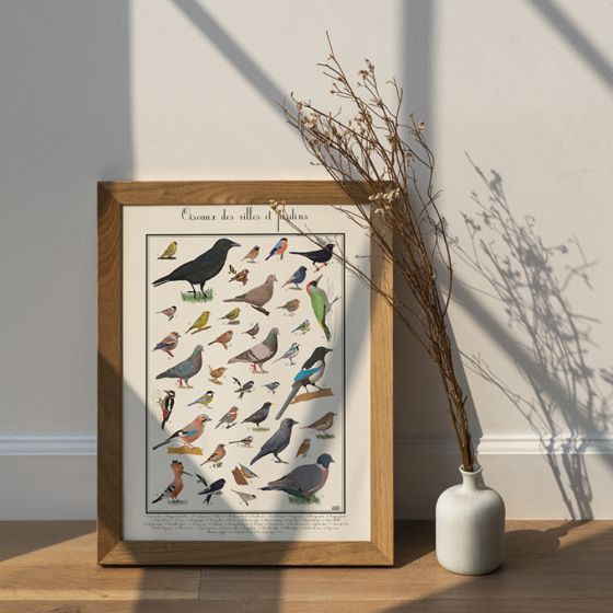 Poster les Oiseaux des jardins 30 x 40 cm