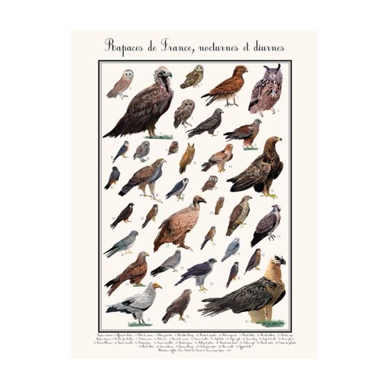 Poster rapaces diurnes 30 x 40 cm