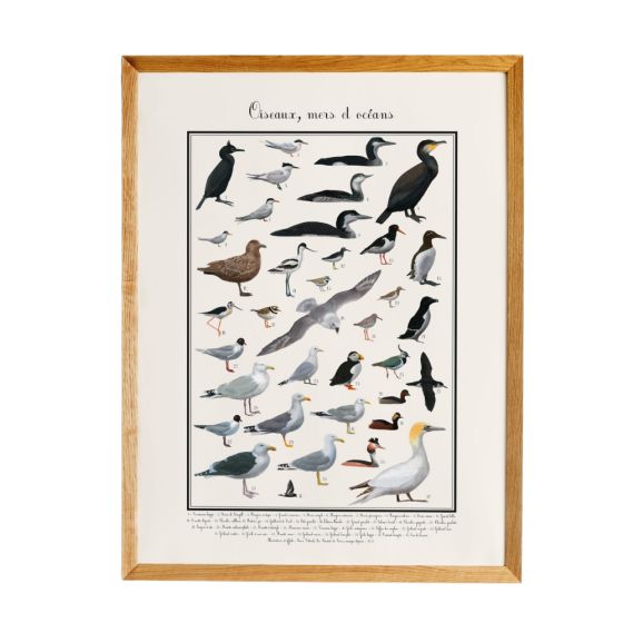 Poster Oiseaux marins 50 x 70 cm