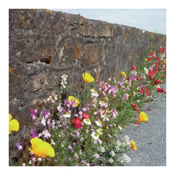 Mélange pied de mur : alternative au désherbage 7 m2