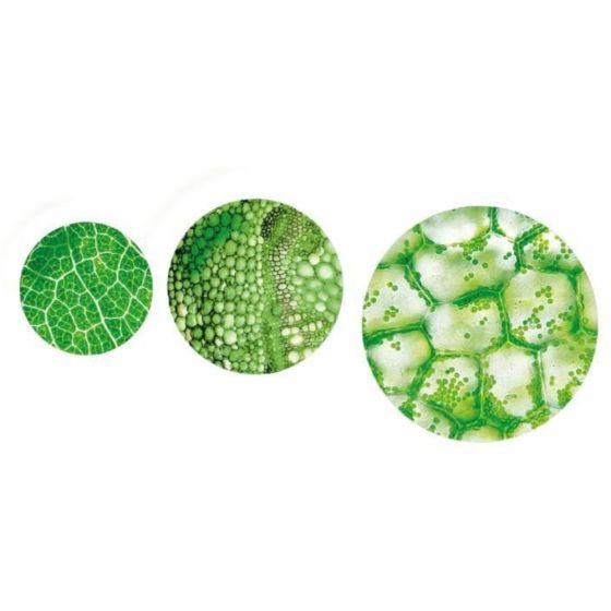 Microscopeet expériences - x 1200