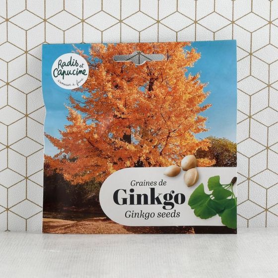 Kit Bonsaï - Ginkgo