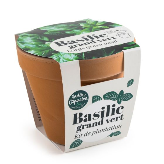 Pot en terre cuite antique - Basilic grand vert bio