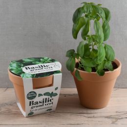 Pot en terre cuite antique - Basilic grand vert bio