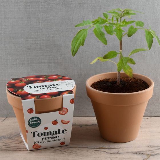 Pot en terre cuite antique - Tomate cerise bio