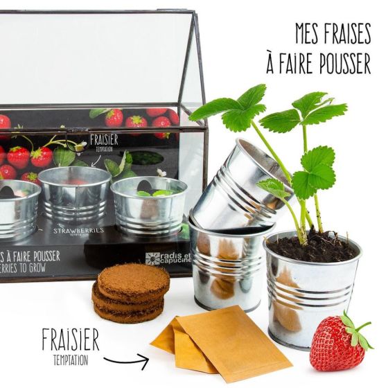 Serre avec châssis zinc noir - Fraisier - 3 pots