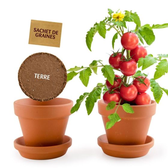 Kit plantation - Tomates Cerise bio - 8cm