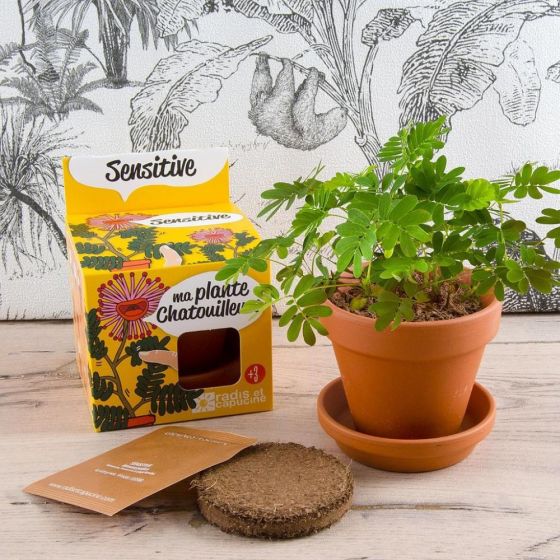 Pot avec coupelle - Mimosa Pudica - 8 cm