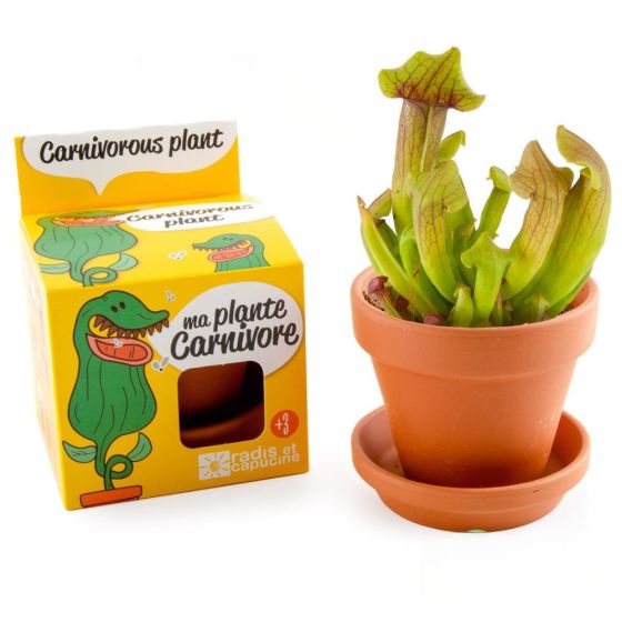 Pot avec coupelle - Plantes carnivores - 8 cm