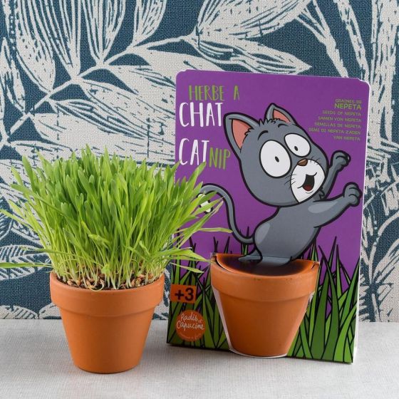 Herbe à chat - Carte avec pot