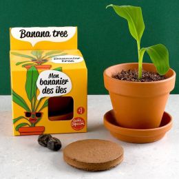 Pot avec coupelle - Bananier- 8 cm