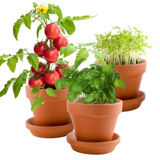 Trio 3 pots - Plantes gourmandes bio