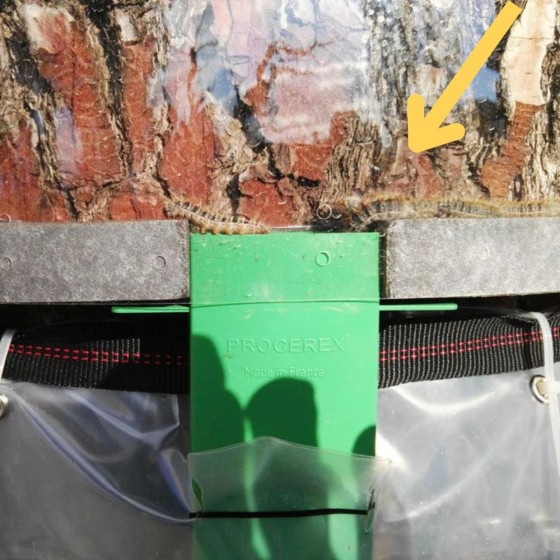 Kit Procerex ECORCE contre les chenilles processionnaires Circonférence3,45 m Kit Procerex ECORCE contre les chenilles processionnaires Circonférence3,45 m