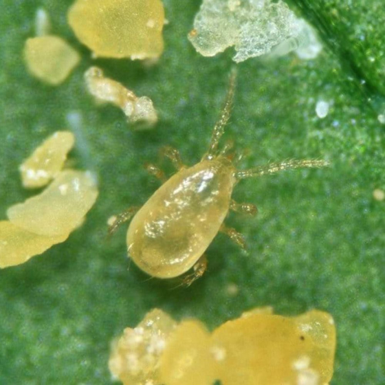 Mini-sachets 1000 ind. amblyseius cucumeris