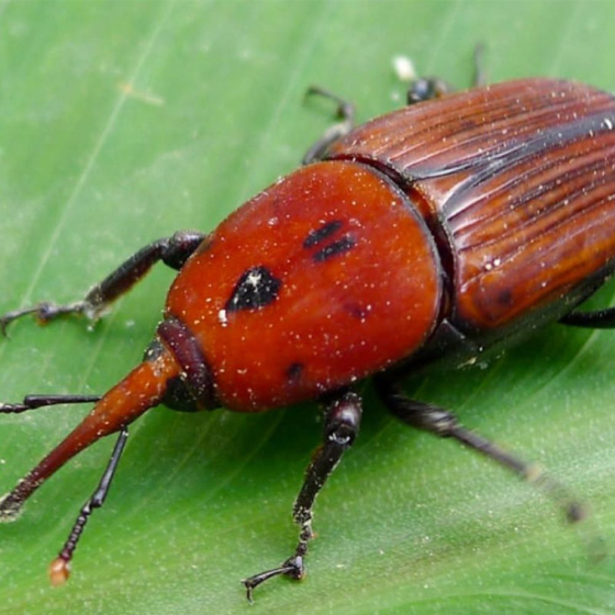Nématodes utiles spécial palmier (50M)