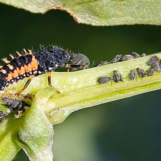 80 larves coccinelles anti-pucerons - Coccifly