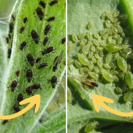 80 larves coccinelles adalia coccifly