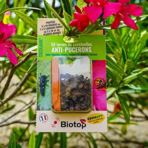 30 larves coccinelles anti-pucerons - Coccilaure