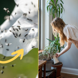 Nématodes contre les mouches des terreaux 2M