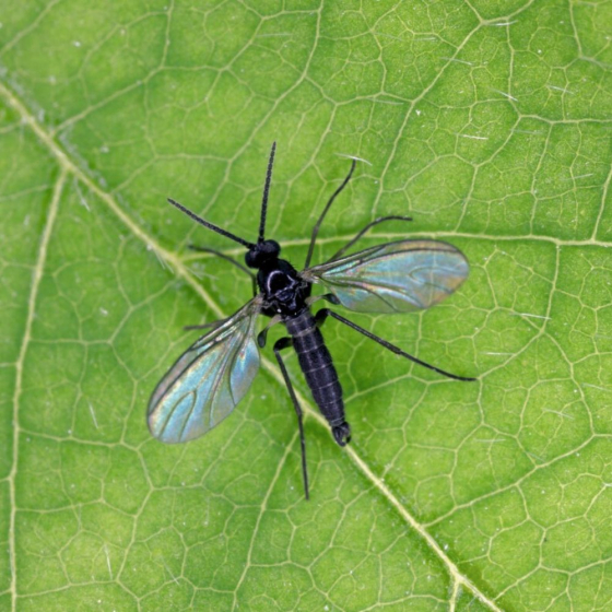 Nématodes Contre les mouches des terreaux 5 Millions