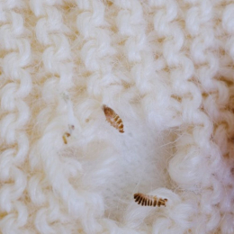 Trichogrammes anti-mites des vêtements