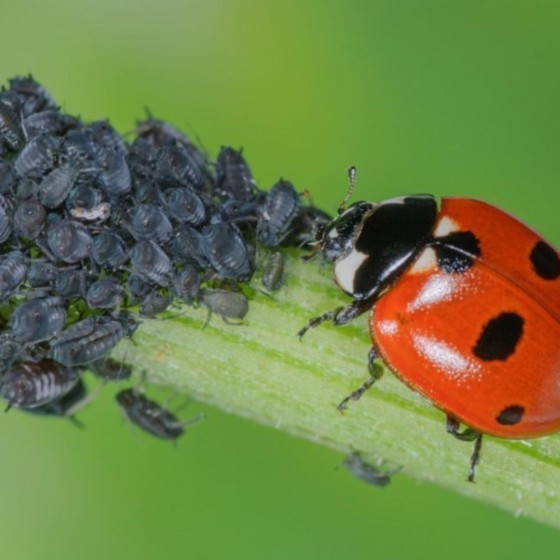 20 coccinelles adultes anti-pucerons - Coccifly