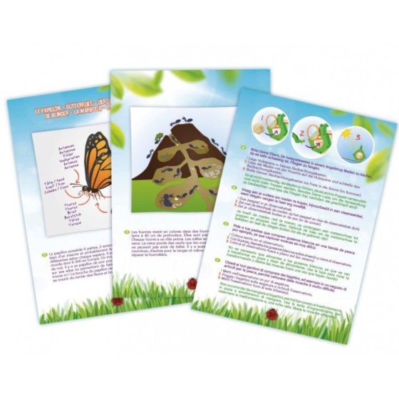 Explorateur insectes