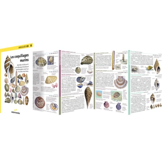 Miniguide 128 - Coquillages marins