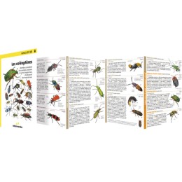 Miniguide 121 - Les coléoptères