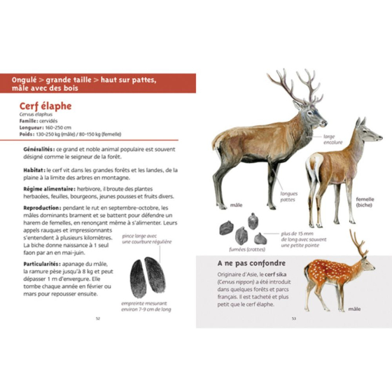 Les petits livres de la nature - Gros mammifères